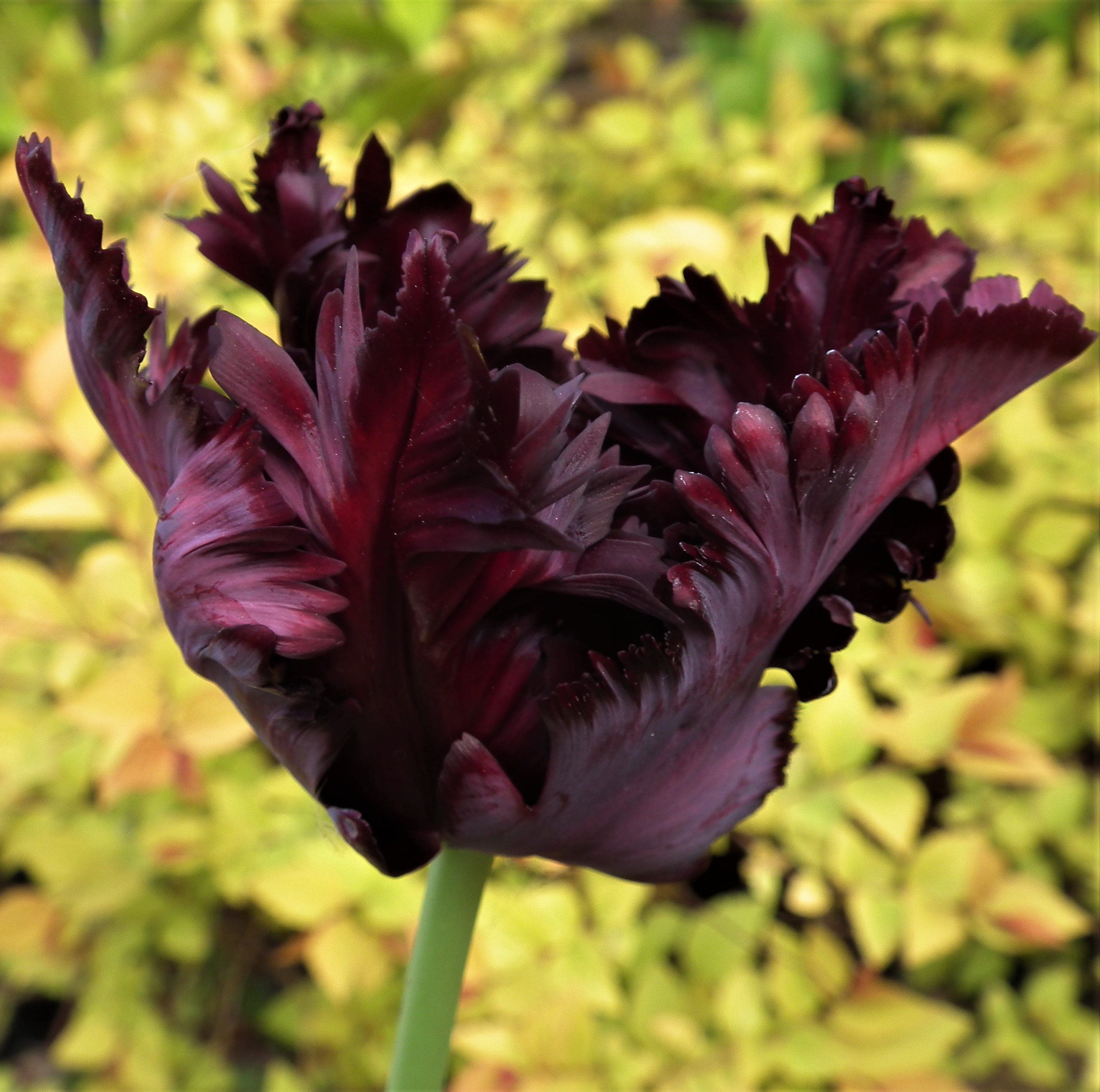Tulip Black Parrot